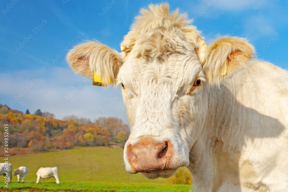 White cow on pasture on a sunny autumn day. Cows graze on an autumn morning. Cattle breeding in the Czech Republic. Latin name bos primigenius taurus. Cows reared for slaughter. White cow on pasture on a sunny autumn day. Cows graze on an autumn morning. Cattle breeding in the Czech Republic. Latin name bos primigenius taurus. Cows reared for slaughter.
