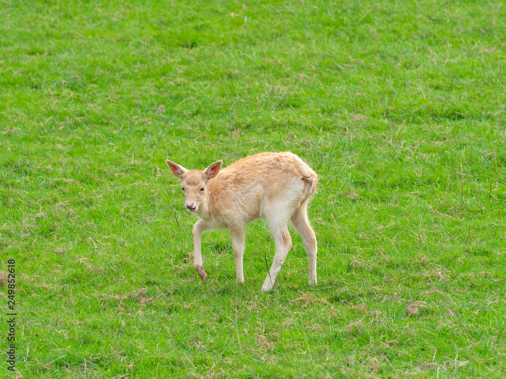 Juvenile White Fallow Deer Juvenile White Fallow Deer