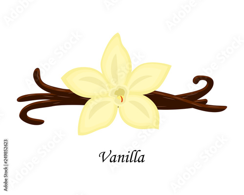 Vanilla vector illustration isolated on white background.