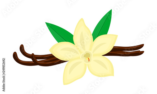 Colorful vanilla flower and pods vector illustration isolated on white background.