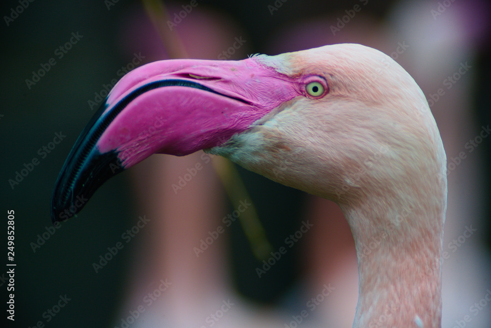 Fototapeta premium Flamingo