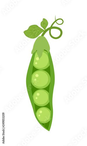 green peas isolated on white background vector illustration.