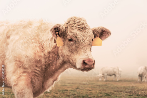 White cow on grazing in the morning autumn fog. Cows graze on an autumn meadow. Cattle breeding in the Czech Republic. Latin name bos primigenius taurus. Cows reared for slaughter.