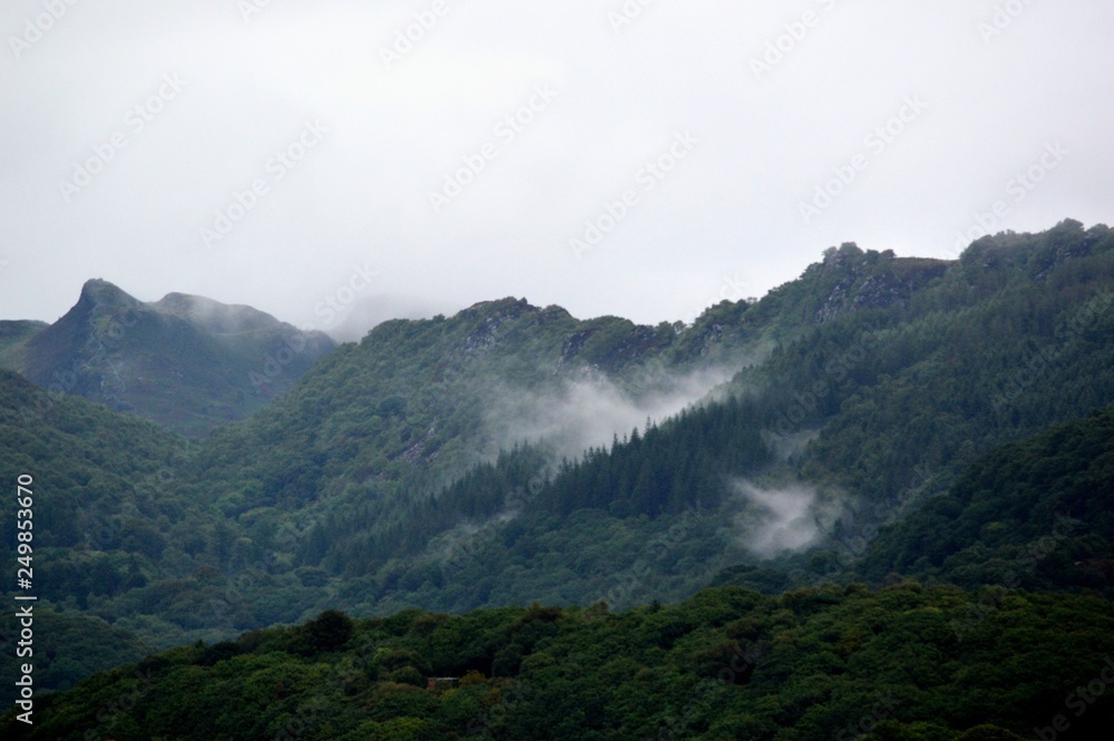 A misty forest landscape.