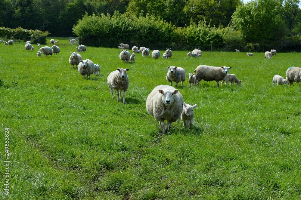 Sheep walking straight ahead in a field.
