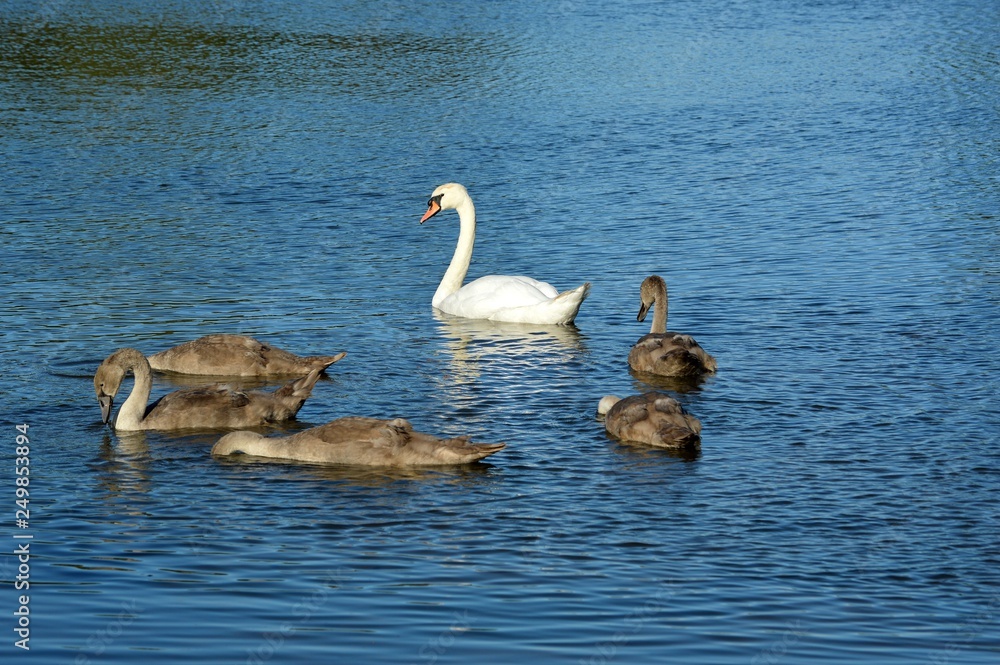 Swan and cygnets swimming and feeding on a lake. Swan and cygnets swimming and feeding on a lake.