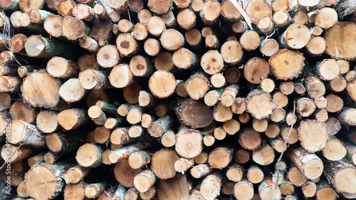 Fototapeta Naklejka Na Ścianę i Meble -  brzoza i buk