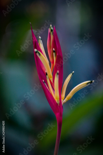 heloconia flower - Image  © Lestari
