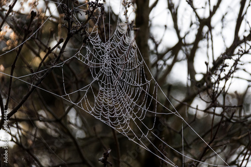 Dew on the cobweb