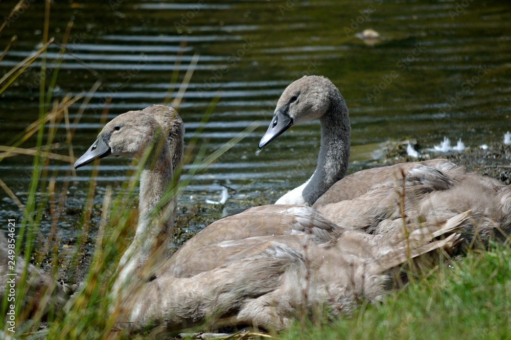 Young swans cygnets by the waters edge. Young swans cygnets by the waters edge.
