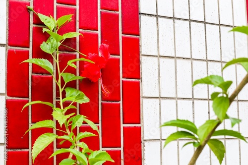 red and white tile wall with flower