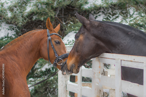 Fototapeta Naklejka Na Ścianę i Meble -  Male horse and female horse touched each other's noses against the background of snow-covered fir trees. Winter.