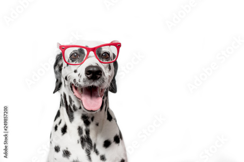 Student dog portrait in the glasses. Happy dalmatian dog in red glasses isolated on white background. Copy space