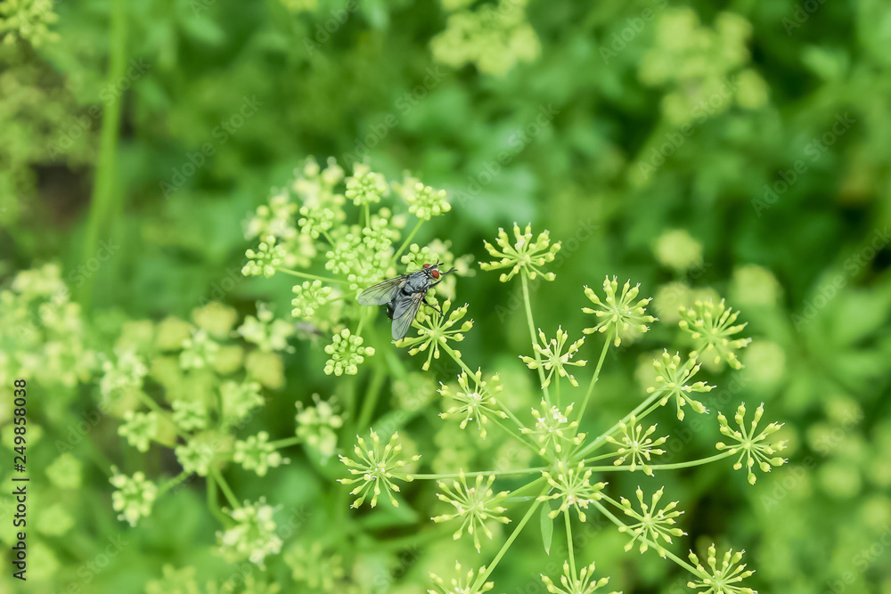 fly on parsley flowers in the grass fly on parsley flowers in the grass