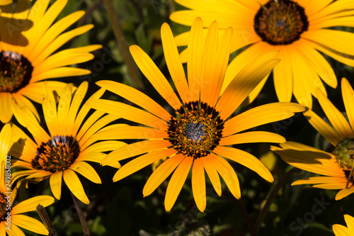 Yellow and Orange Daisy wildflower photo