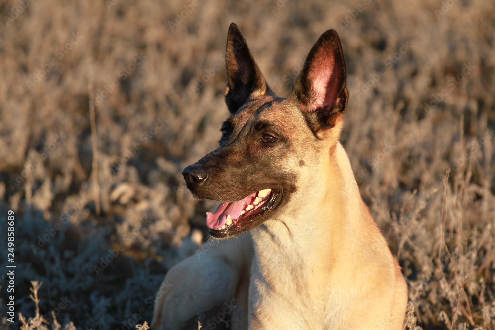 Portrait of a beautiful dog breed Belgian Shepherd Malinois Portrait of a beautiful dog breed Belgian Shepherd Malinois