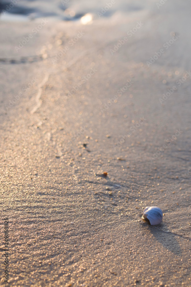 Closeup, shells that were seated on the sand beach that were exposed to gold