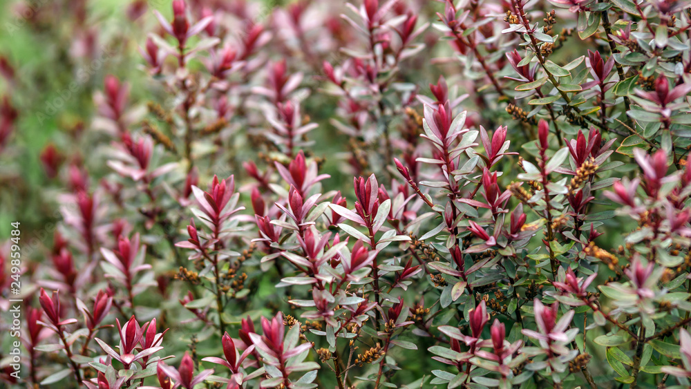 evergreen hebe hybride Purple Shamrock with colorful leaves evergreen hebe hybride Purple Shamrock with colorful leaves