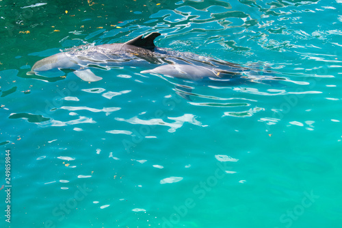 Bottlenose Dolphin - Tursiops truncatus Swimming in Caribbean sea in Mexico  © Maciej