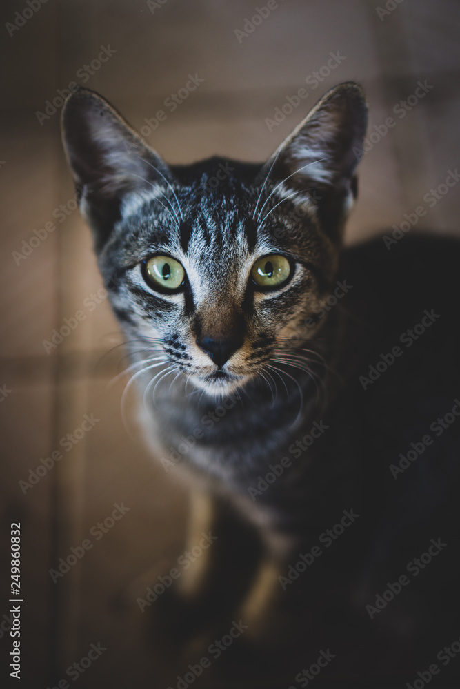 Naklejka premium Closeup portrait little cat on ground