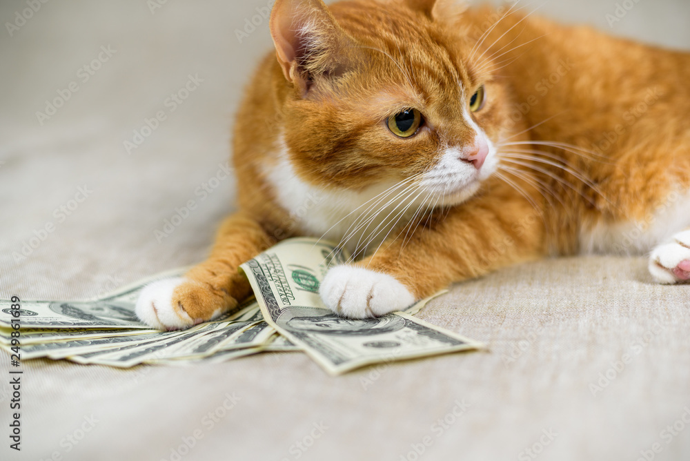 Portrait of a domestic cat with a bunch of hundred dollar bills.