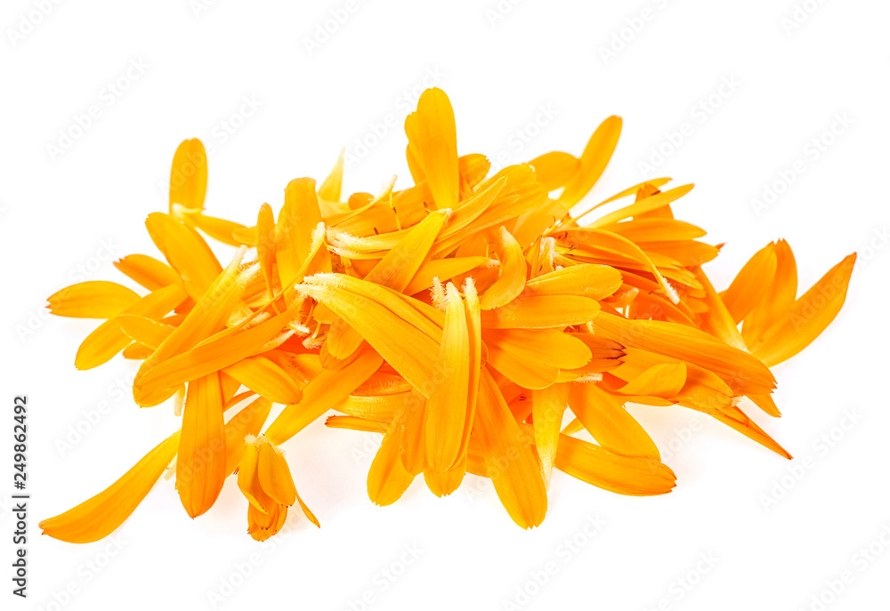 Fototapeta premium Petals of calendula flowers on white background