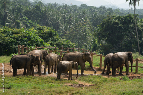 Canvas Print herd of elephants in sri lanka