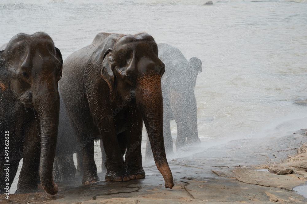 elephants in the water