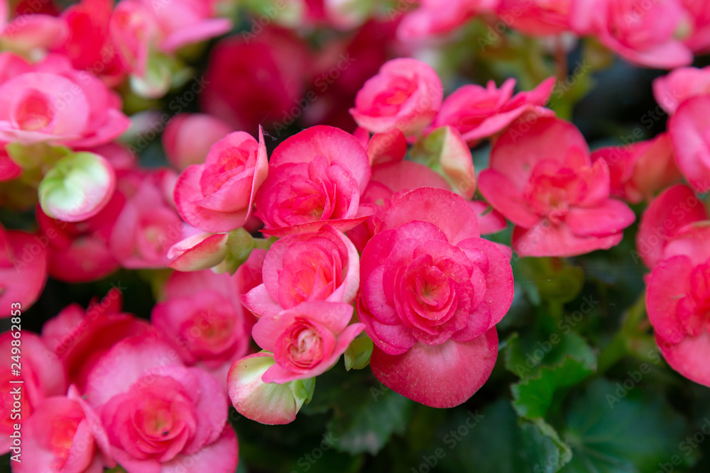 Begonia Big Flower Begonia Big Flower