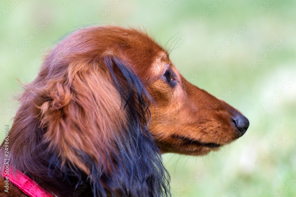 beautiful little dachshund in the garden beautiful little dachshund in the garden