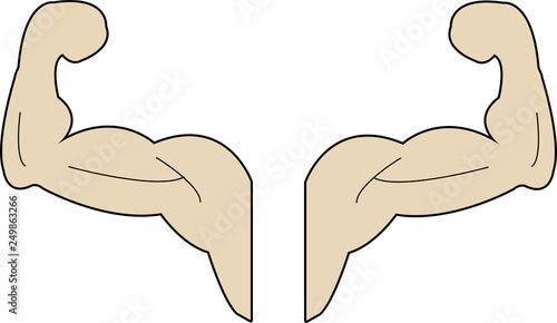 muscle arm contour on the white background