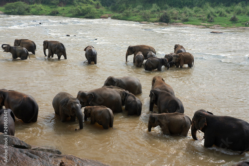 Canvas Print herd of elephants in sri lanka