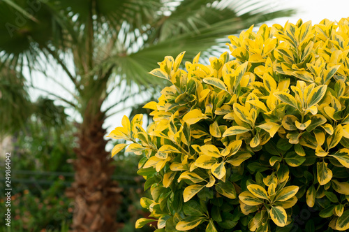 Plant Ligustrum ovalifolium Aureum