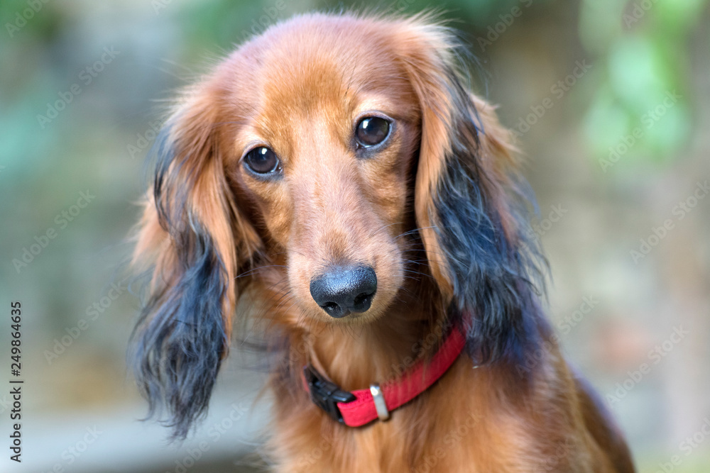 beautiful little dachshund in the garden beautiful little dachshund in the garden