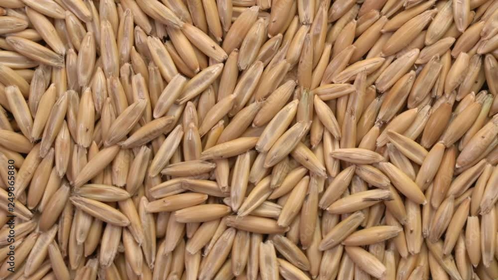 oat grain closeup, top view slider pan oat grain closeup, top view slider pan