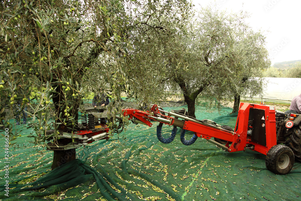 Olives harvest