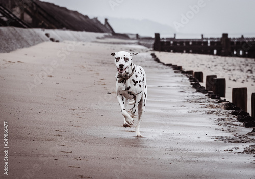 Dog running along beach in winter