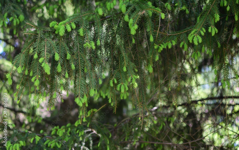 Fresh fir-tree needles hang down Fresh fir-tree needles hang down