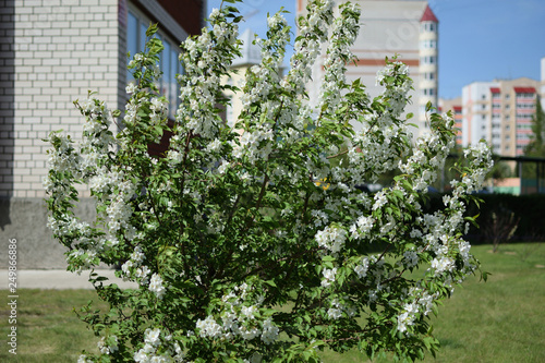 The blossoming apple-tree in the city