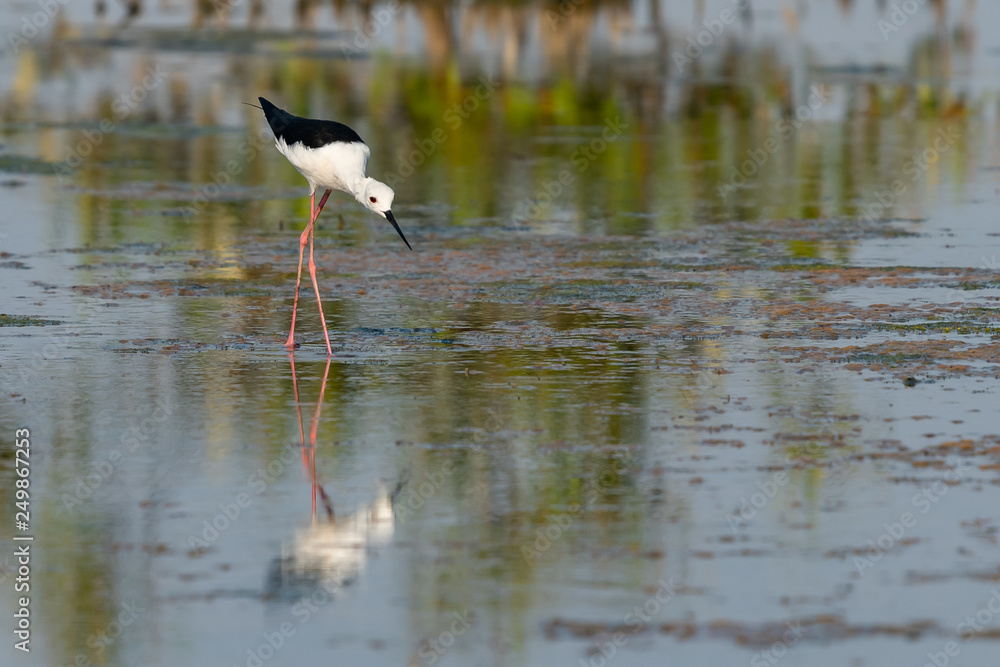 Black-winged Stilt walking and finding food from the coastal intertidal area Black-winged Stilt walking and finding food from the coastal intertidal area