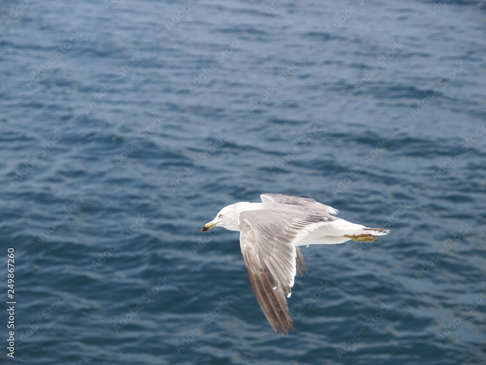 Fototapeta premium ウミネコ 石巻湾 015