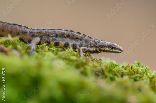 The smooth newt, also known as the common newt Lissotriton vulgaris formerly Triturus vulgaris in Czech Repiblic photo