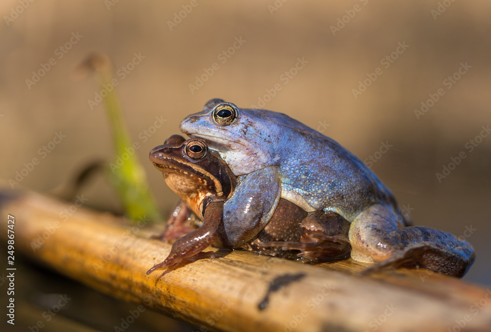 Fototapeta premium Mating The Moor frog Rana arvalis in Czech Republic