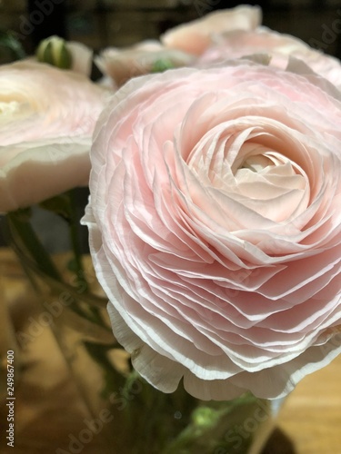 delicate pink flower © Гульнара Низамова