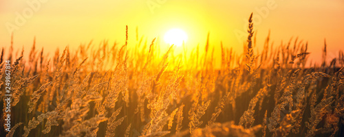 Sunny panorama of spikelets of grasses illuminated by the warm golden light of setting sun.