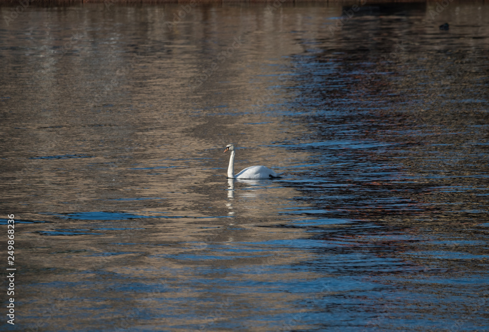 Swan in the morning light reflecting in Stockholm