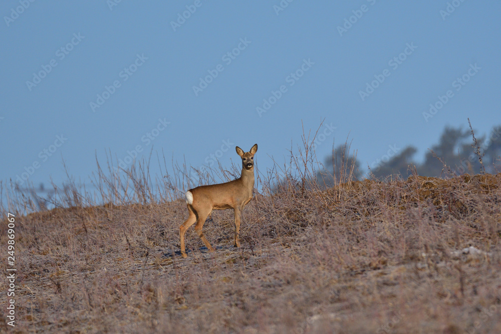 Roedeer and roe jumping to hide to the forest in winter Roedeer and roe jumping to hide to the forest in winter