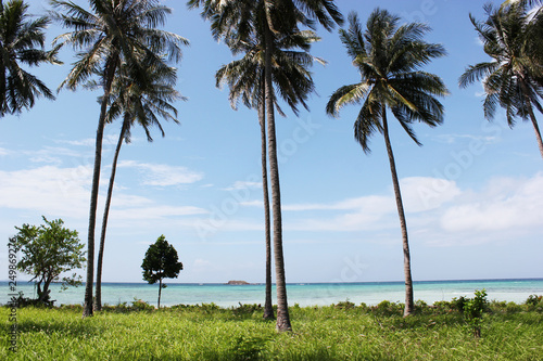 Palms at Karimunjawa Beach Indonesia