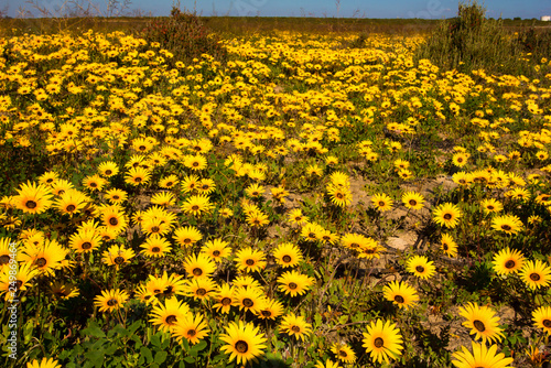 Field of yellow daisies photo