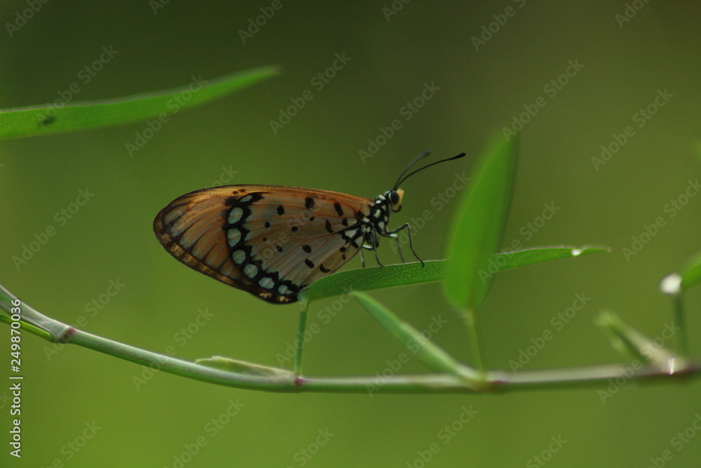 Tiger Butterfly On Leaf And Nature Tiger Butterfly On Leaf And Nature